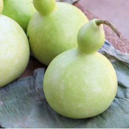 Martinhouse Bottle Gourd