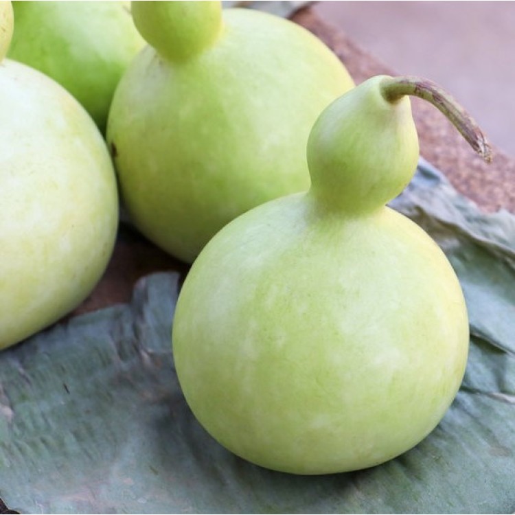 Martinhouse Bottle Gourd