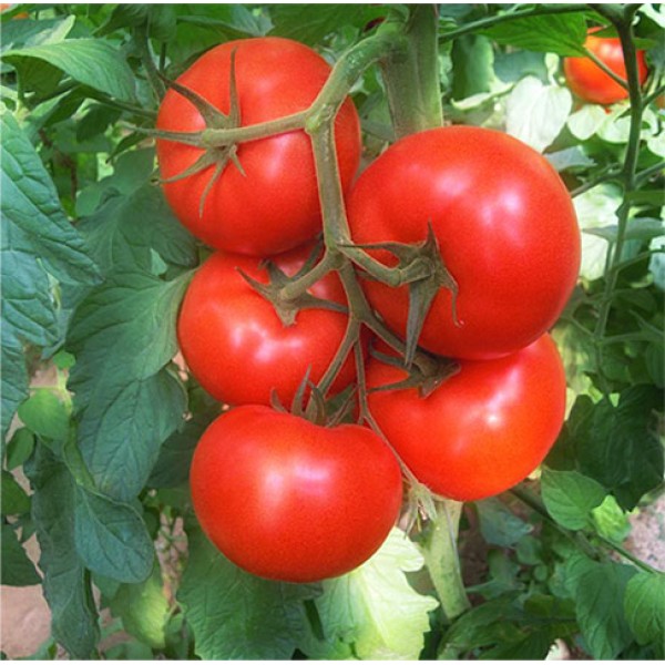Medium Tomatoes Medium Tomatoes