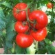 Medium Tomatoes