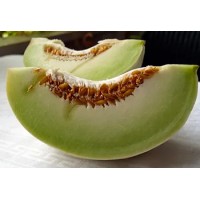 Seedling Tam Dew melon Seedling Tam Dew melon