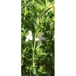 Summer Savory Midget