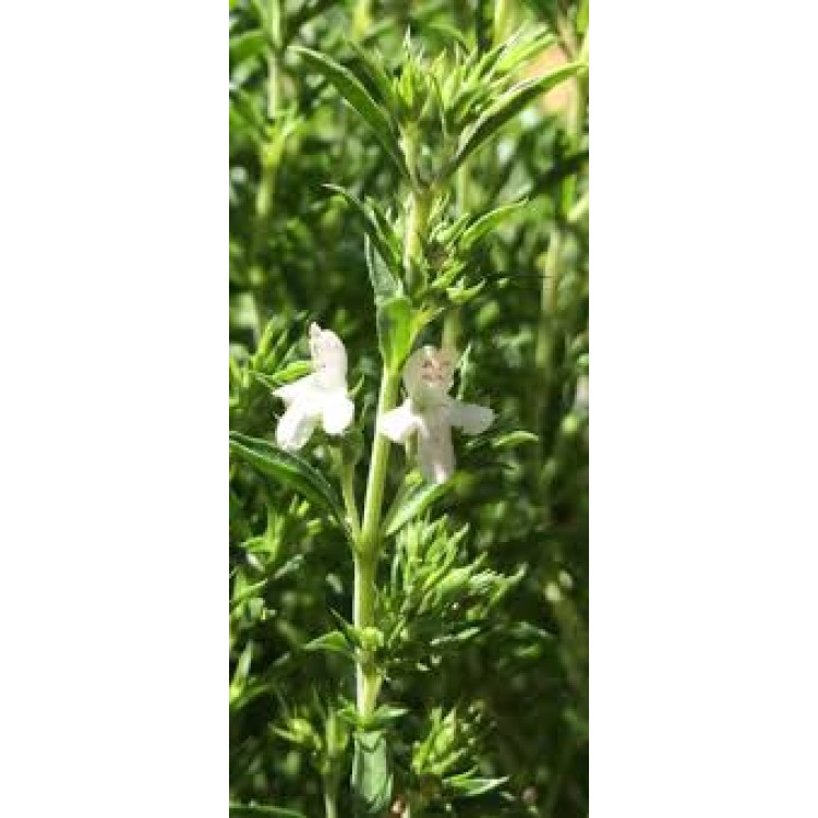 Summer Savory Midget