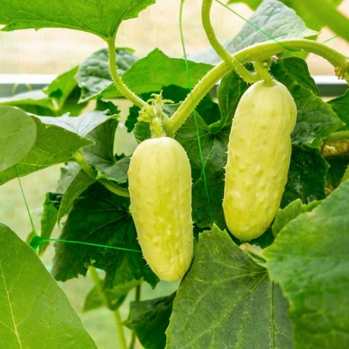 Mini White Pickle