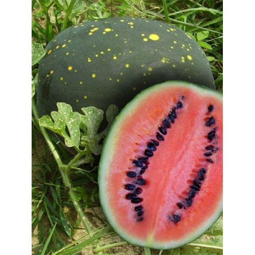 Moon and Stars Red Watermelon