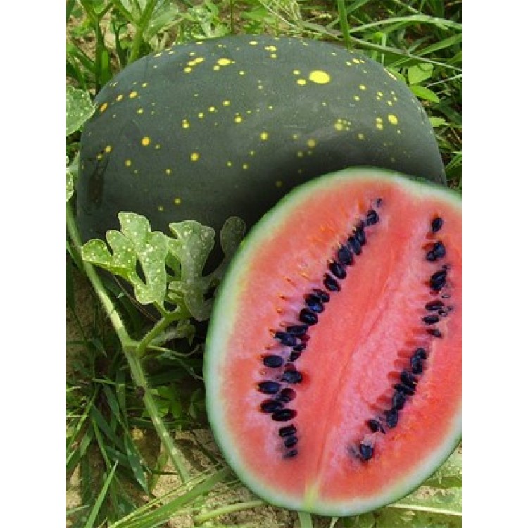 Moon and Stars Red Watermelon