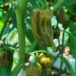 Trinidad Scorpion Mustard