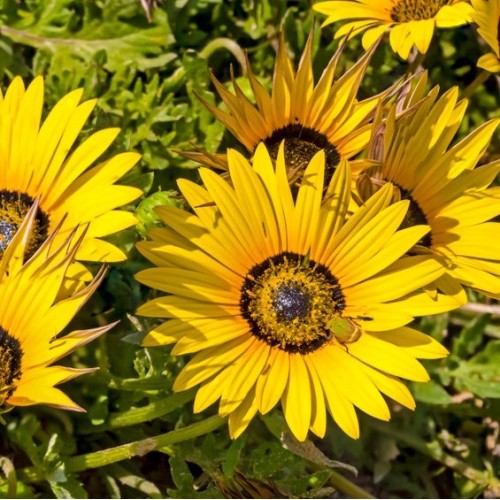 Namaqualand Daisy