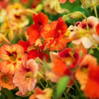 Nasturtium Climbing