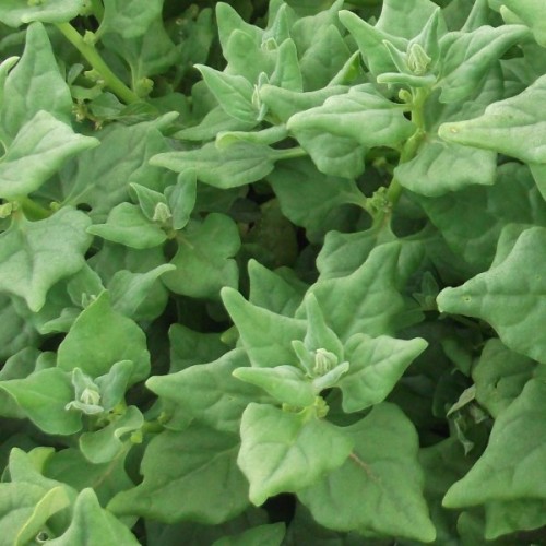 New Zealand Spinach