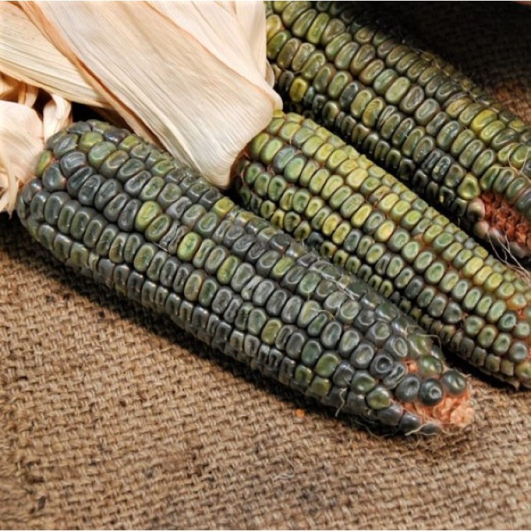 Green Oaxacan Corn