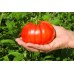 Beefsteak Tomato