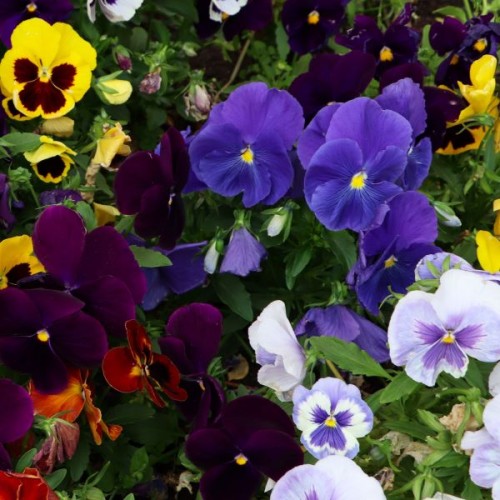 Pansy Swiss Giants