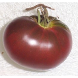 Paul Robeson Tomato