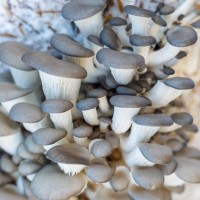 Pearl Oyster Mushroom System