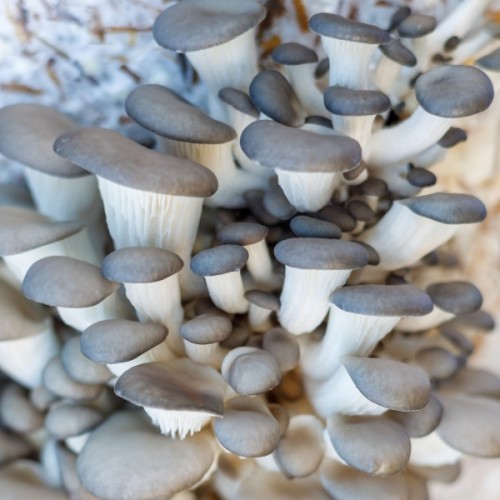 Pearl Oyster Mushroom System