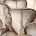 Pearl Oyster Mushroom System