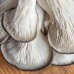 Pearl Oyster Mushroom System