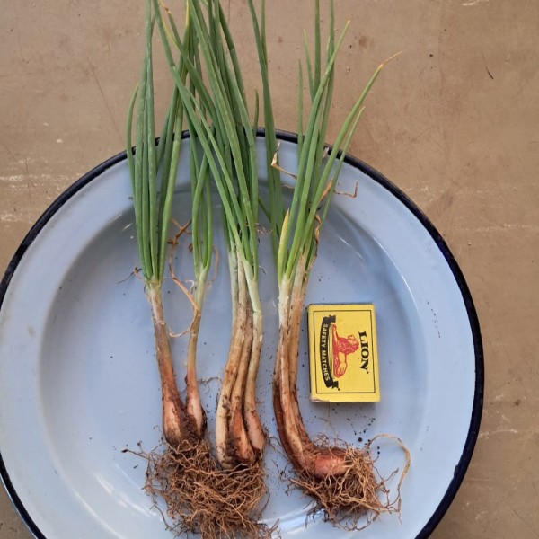 Perutile Onions