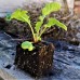 Livingseeds Plugmaster