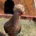 Polish Bantam