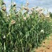 Apache Red Sorghum (Sugar Cane)