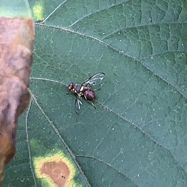 Pumkin Fly