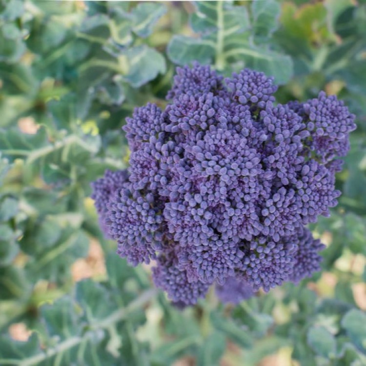 Purple Sprouting Broccoli