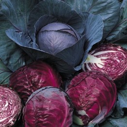 Red Acre Cabbage