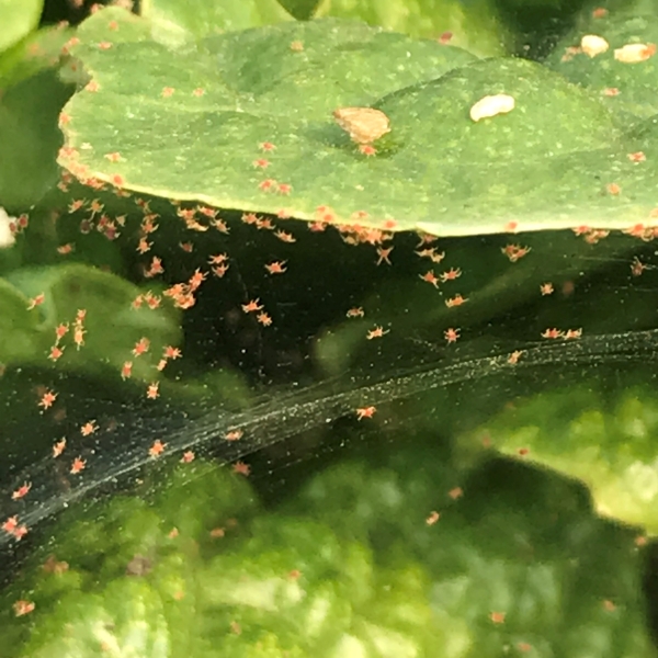 Red Spider Mite