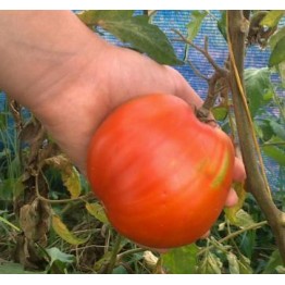 Reif Red Heart Tomato