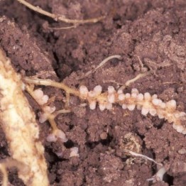 Soygro Alfalfa Inoculum Pack