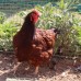 Rhode Island Red