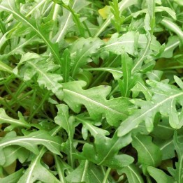 Rocket Microgreen Seed