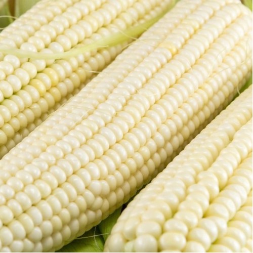 Sahara Corn