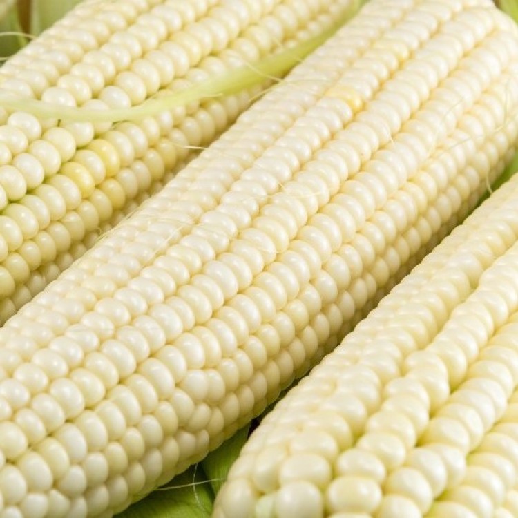 Sahara Corn