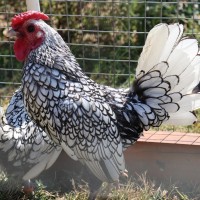 Sebright