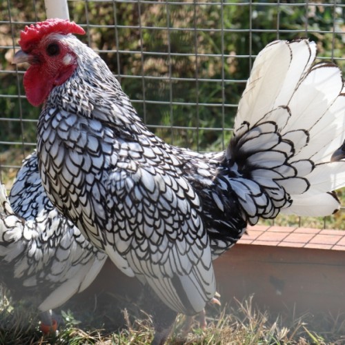 Sebright