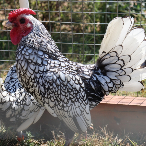 Sebright