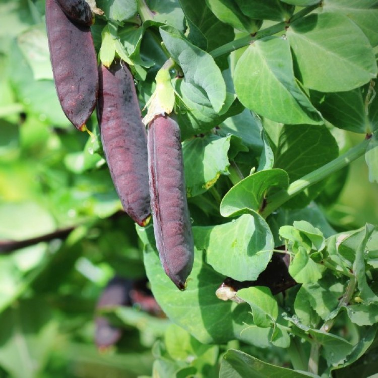 Shiraz Peas