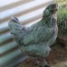 Silverudd’s Blue