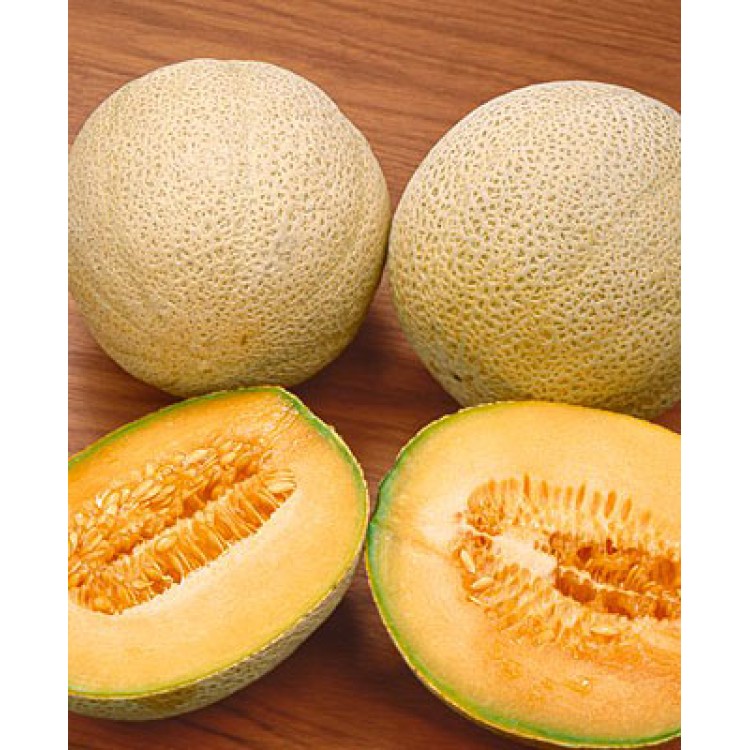 Spanspek Melon (Hale's Best)
