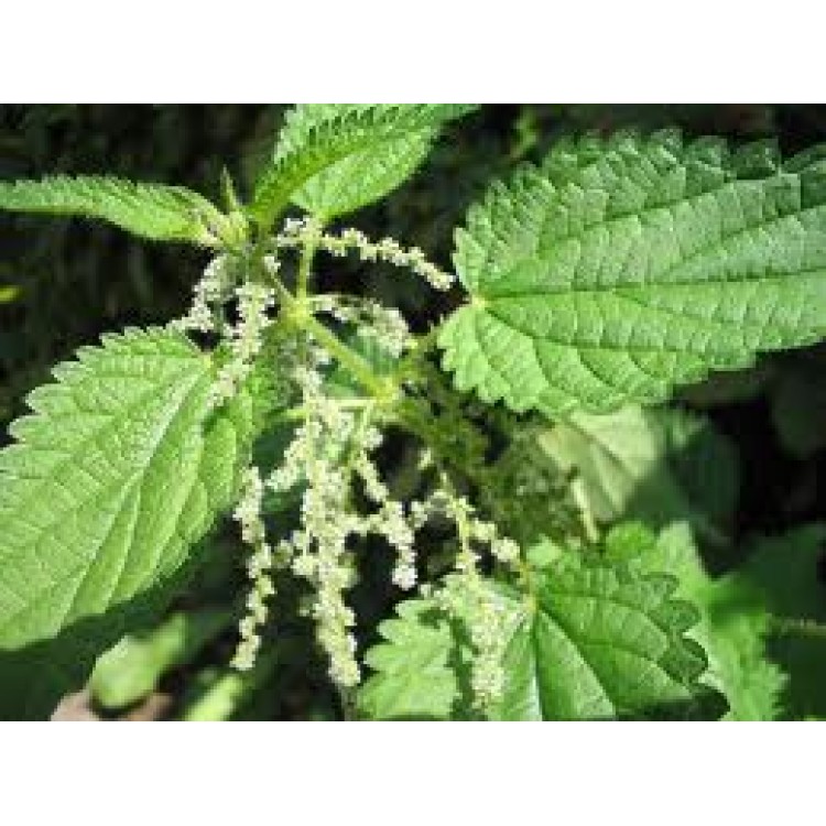 Stinging Nettle