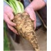 Sugar Beet