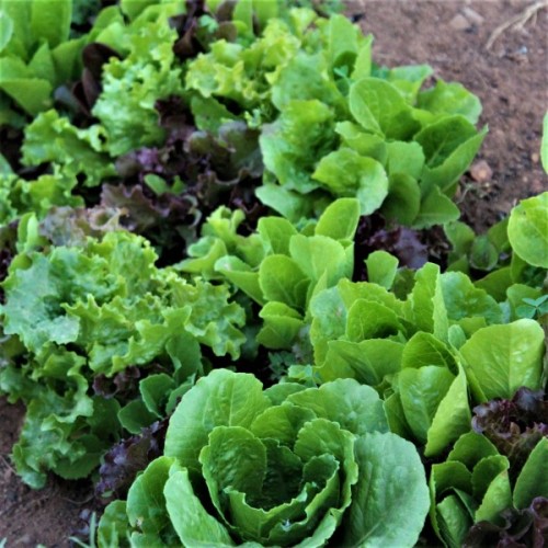 Summer Lettuce Blend