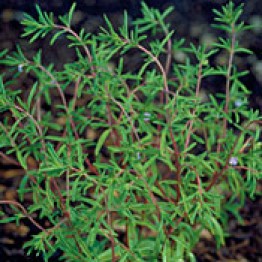 Summer Savory