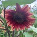 Susan's Dream Sunflowers