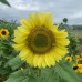 Susan's Dream Sunflowers