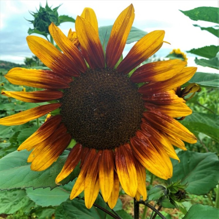Susan's Dream Sunflowers