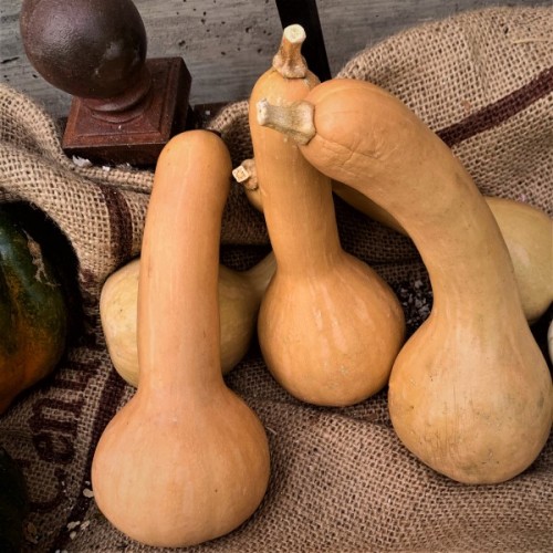 Tahitian Butternut